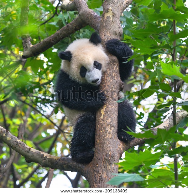 Panda Bear Climbing Tree Stock Photo (Edit Now) 205138405