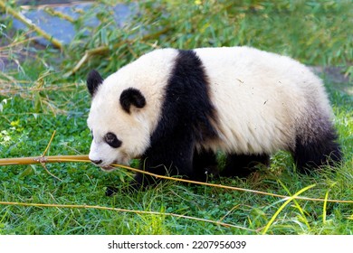 Panda Bear Cub Eating Bamboo