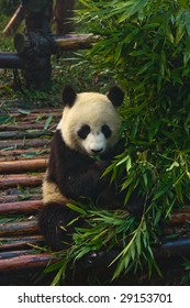 Panda bear eating babmboo at Chengdu Giant Panda Breeding Center Sichuan China