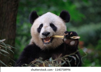 Panda Bear Eating Bamboo, Bifengxia Panda Reserve in Ya'an Sichuan Province, China. Panda looking at the viewer with mouth open, eating a large chunk of Bamboo. Endangered Species Animal Conservation