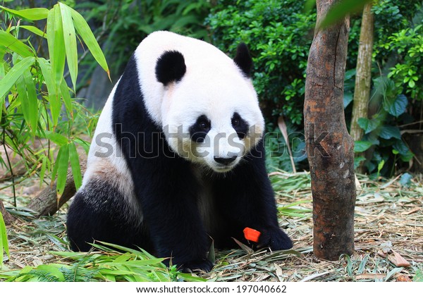 panda-animal-eating-carrot-stock-photo-porjai-104269886