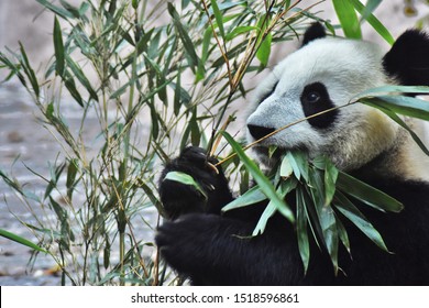 Panda Bear Eats Bamboo At Moscow Zoo