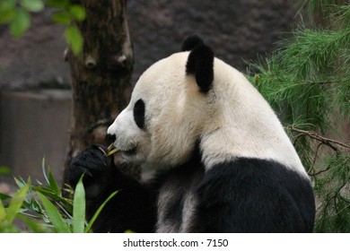 panda bear enjoying the day