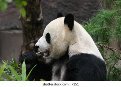 panda bear enjoying the day