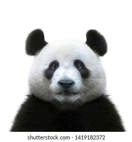 panda bear face isolated on white background
