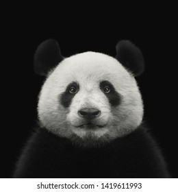 Panda Bear Face Isolated On Black Background