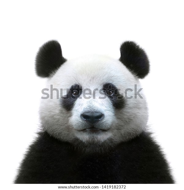 panda bear face\
isolated on white\
background