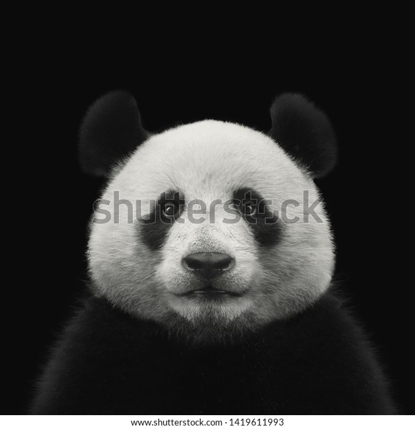 黒い背景にパンダの顔 の写真素材 今すぐ編集