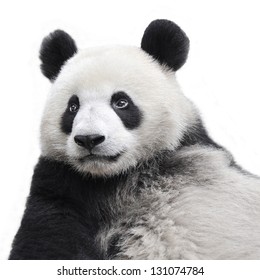 Panda Bear Isolated On White Background