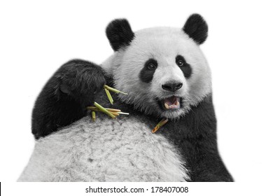 Panda Bear Isolated On White Background