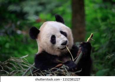 Panda Bear Looking ahead while grabbing and biting some fresh Bamboo for lunch. Bifengxia Panda Reserve in Sichuan Province, China. Wildlife Conservation Area, Endangered Species. Panda eating lunch