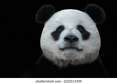 panda bear looking straight at the camera