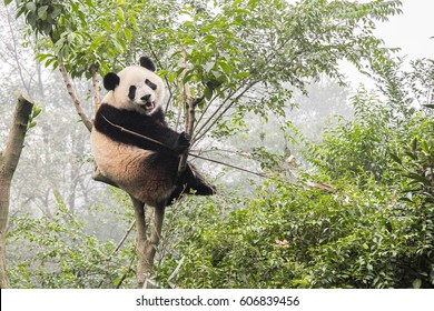 Panda Bear on Bamboo tree