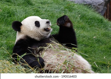 A Panda Bear On His Back And Eating Bamboo