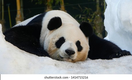 Panda Bear Resting In The Snow