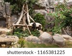 Panda Bear Sleeping on a Tree Branch, Hong Kong Wildlife. Asia nature