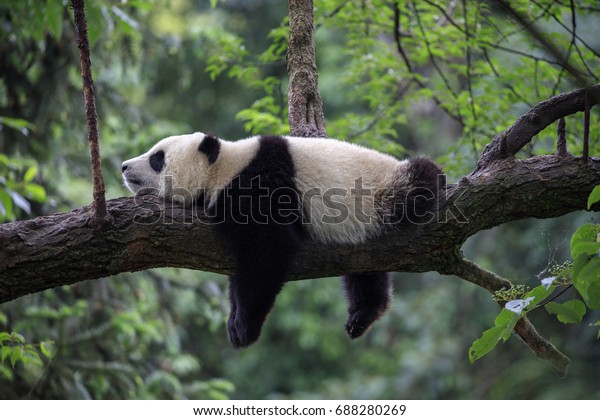 Panda Bear Sleeping on a Tree Branch, China\
Wildlife. Bifengxia nature reserve, Sichuan Province. Cute Lazy\
Baby Panda Sleeping in the Forest, Enjoying an afternoon nap with\
paws Hanging Down.
