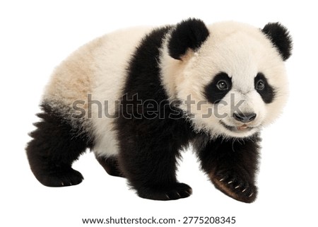 Panda bear standing isolated on white background.
