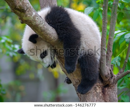 Panda bear tired and sleeping in tree