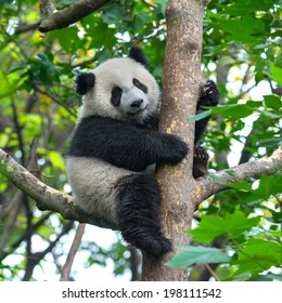 Panda bear in tree