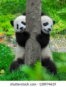 Panda Bear Twins