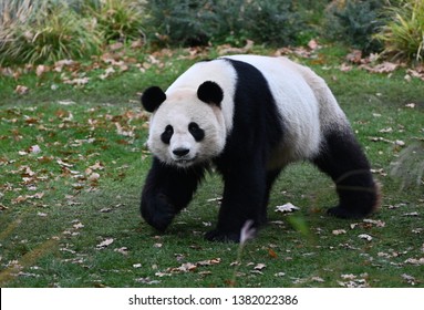 a panda bear  walks on a lawn - Shutterstock ID 1382022386