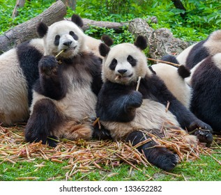 Panda bears eating together