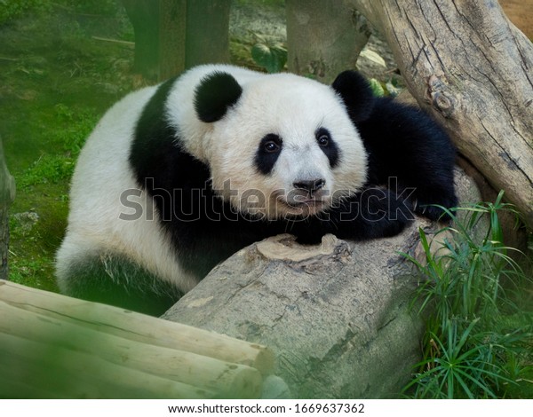 Panda Captured Zoo Negara Malaysia Lying Stock Photo Edit Now 1669637362