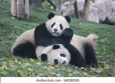 Panda Chengdu Panda Base Stock Photo Edit Now 540280585 Panda Chengdu Panda Base Stock Photo Edit Now 540280585