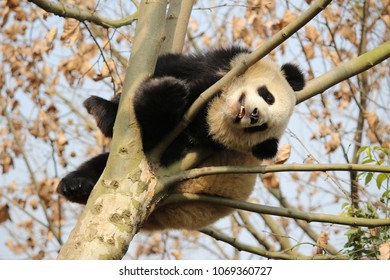 panda in china