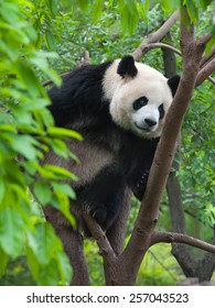 Panda climbing tree