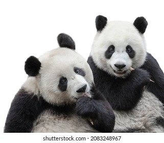 A Panda Couple Eating Bamboo