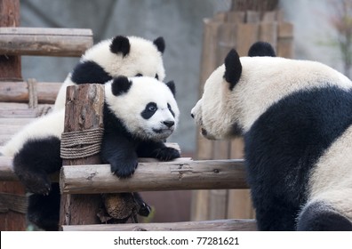 Panda Cub And Mother Panda Playing