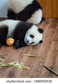 Panda Cubs From The Chengdu Research Base Of Giant Panda Breeding