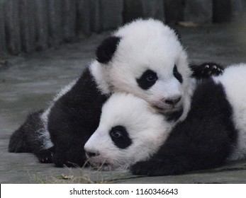 Panda Cubs Cuddling