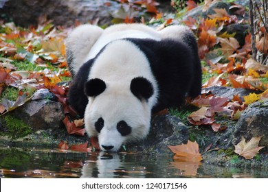 Panda drinking in the river