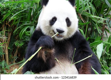 panda eat