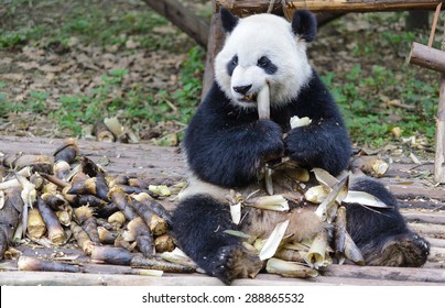 Panda Eating