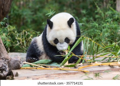 Panda eating bamboo

