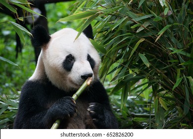 Panda Eating Bamboo In Chengdu, China