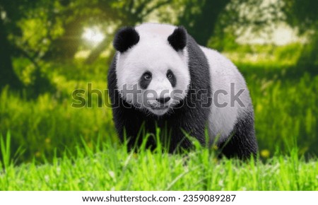 Panda eating shoots of bamboo. Rare and endangered black and white bear. A playful happy panda