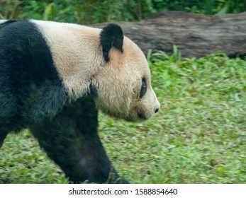 the panda in the forest