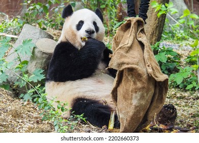 Panda Is Having Fun Eating Bamboo In A Sack. Chengdu Sichuan China