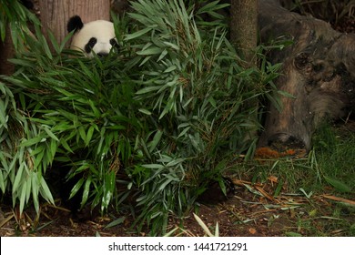 A Panda is hiding and eating