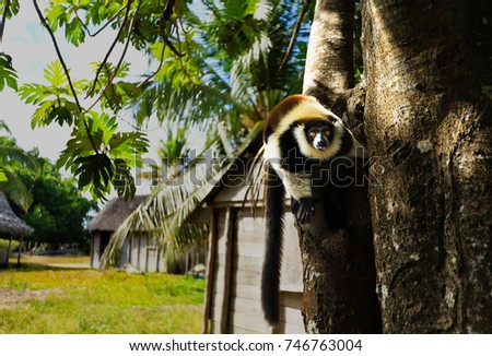 Panda Lemur seeking water in a village Sainte Marie Madagascar