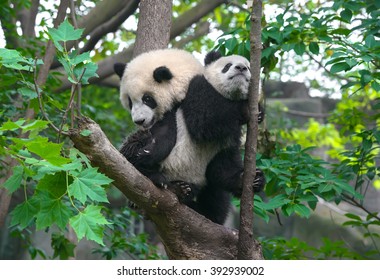 Panda Mother And Cute Panda Cub In Tree 