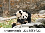 A panda mother is playing with her baby in playground