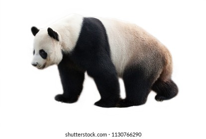 Panda On White Background.