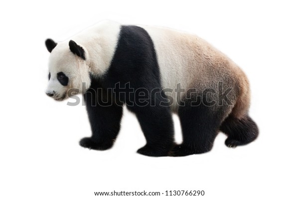 Potasticpanda Real Name