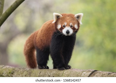 1,149 Fox red panda Images, Stock Photos & Vectors | Shutterstock